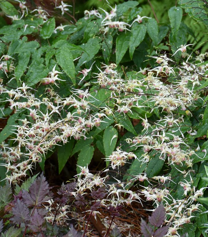 Epimedium 'Domino'