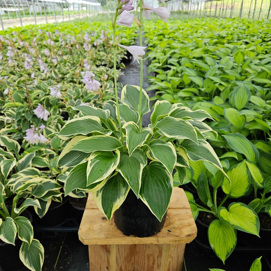 Hosta Wide Brim