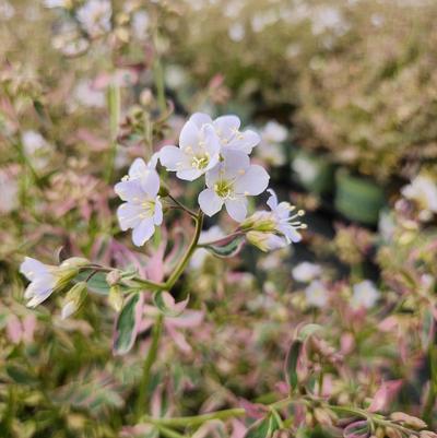 Polemonium r. Stairway to Heaven