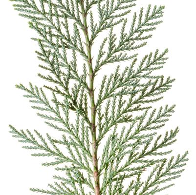 Chamaecyparis lawsoniana Pinpoint® Blue