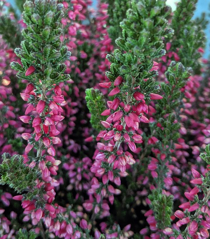 Calluna vugaris Beauty Ladies® 'Siska'