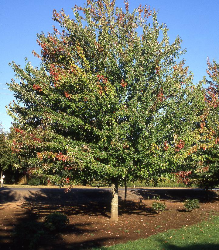 Acer rubrum Red Sunset®