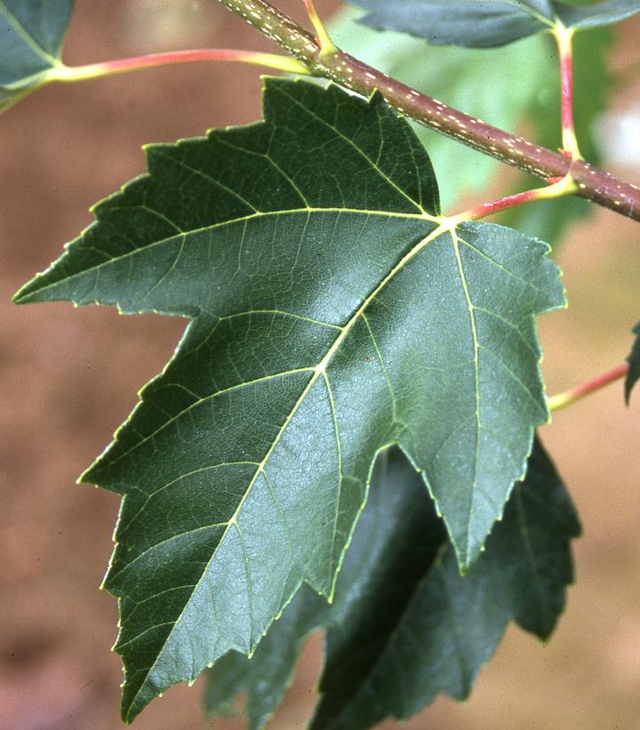 Acer rubrum Red Sunset®