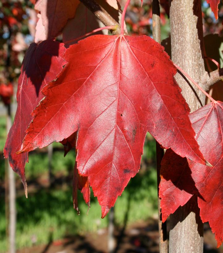 Acer rubrum Red Sunset®