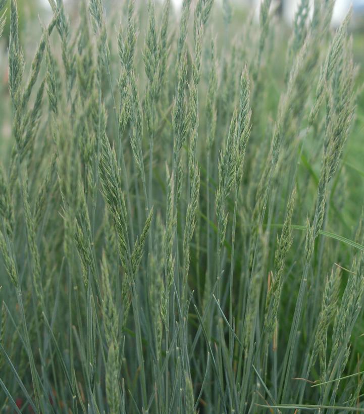 Festuca cinerca Elijah Blue