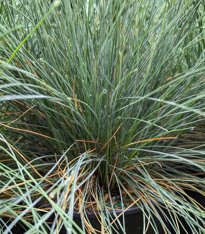 Festuca cinerca Elijah Blue