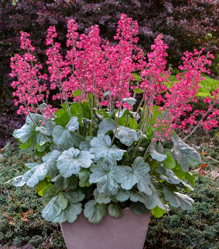 Heuchera hybrid Dolce® Dolce® 'Spearmint'