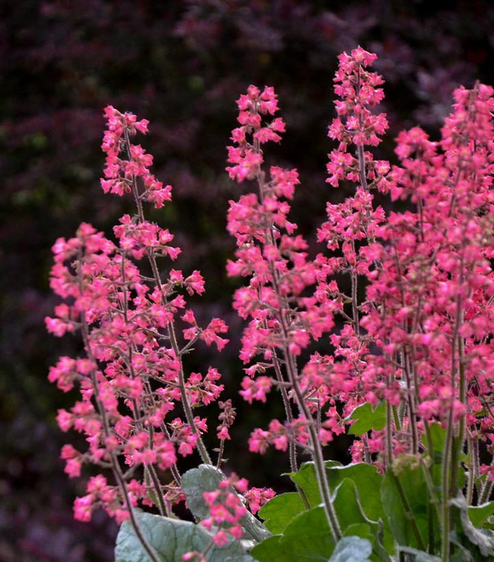 Heuchera hybrid Dolce® Dolce® 'Spearmint'