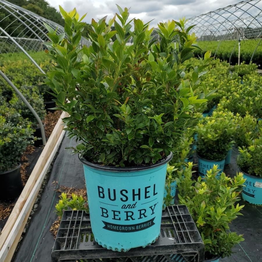 Vaccinium corymbosum hybrid Bushel and Berry® Jelly Bean®