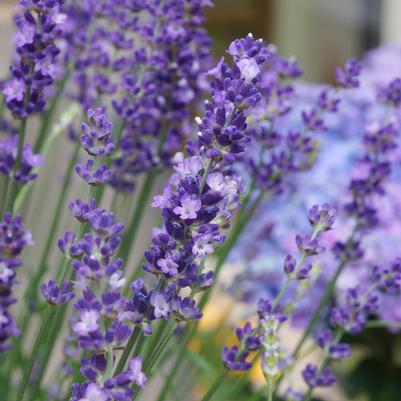 Lavandula ang. Big Time Blue