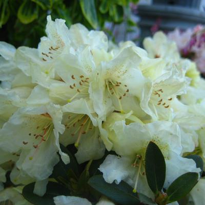 Rhododendron Towhead