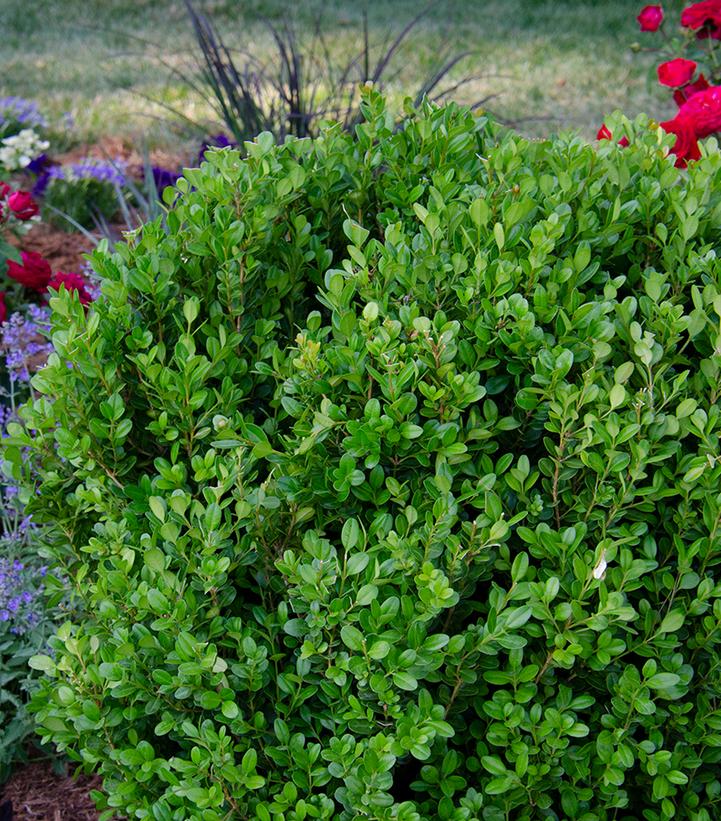 Buxus NewGen Freedom®