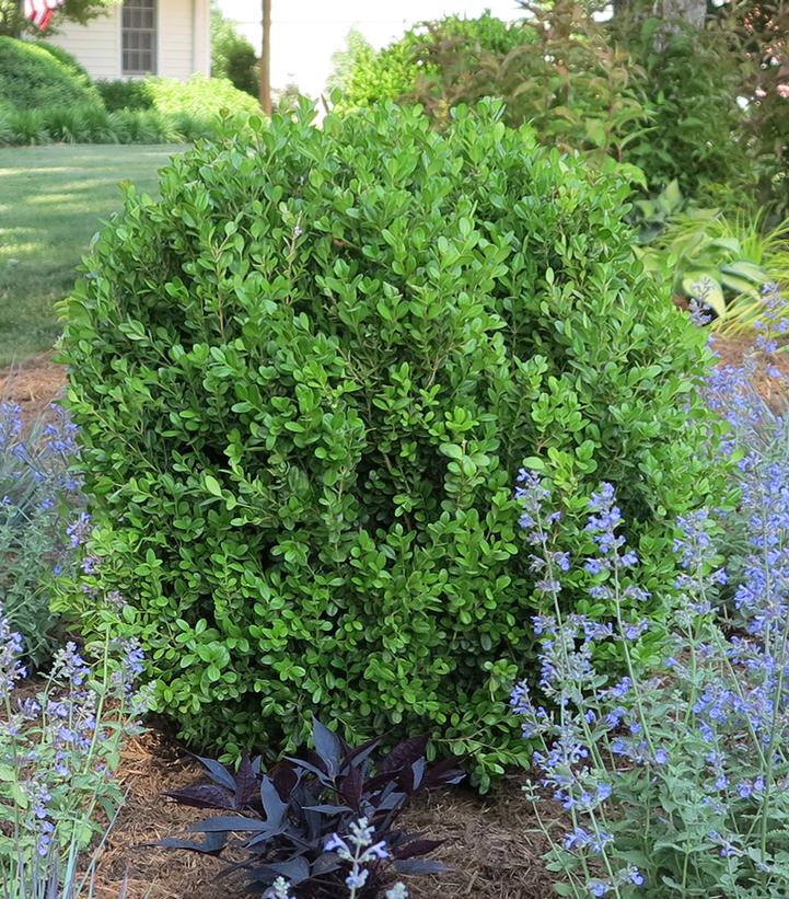 Buxus NewGen Freedom®