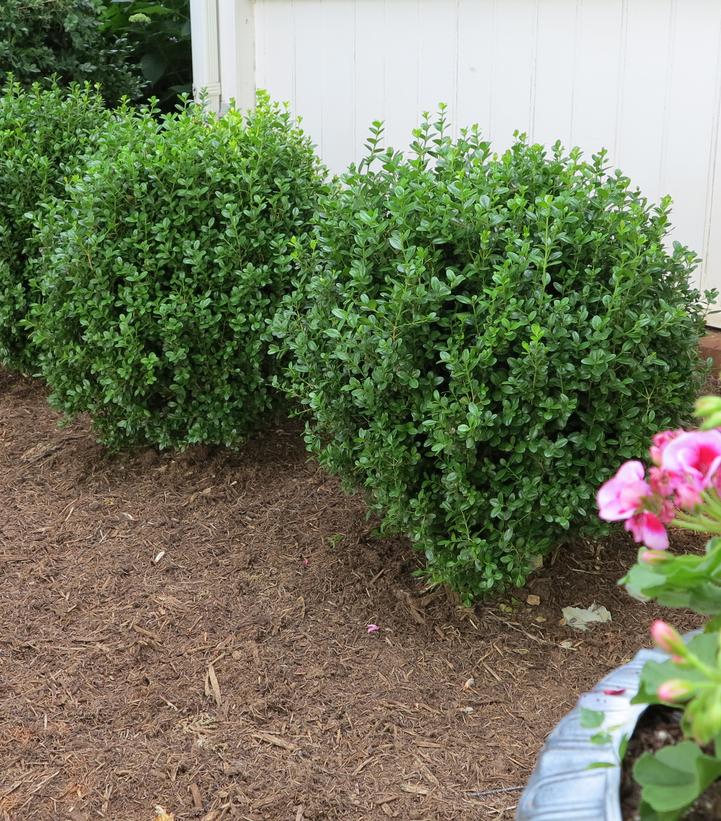 Buxus NewGen Freedom®