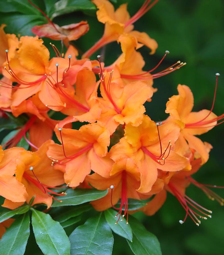 Azalea calendulaceum 