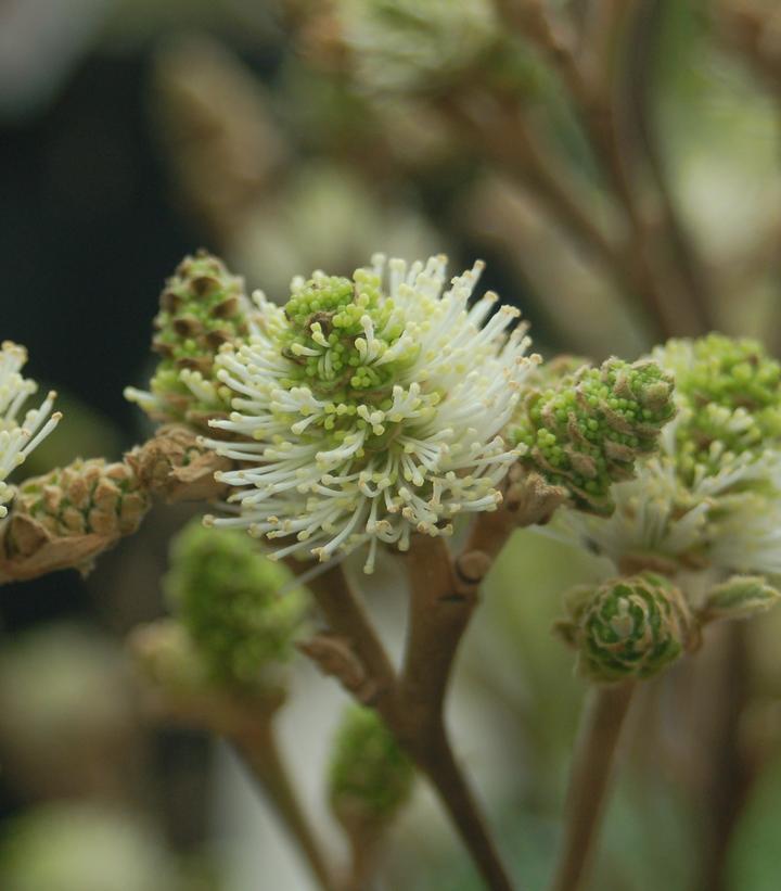 Fothergilla major 'Mount Airy'