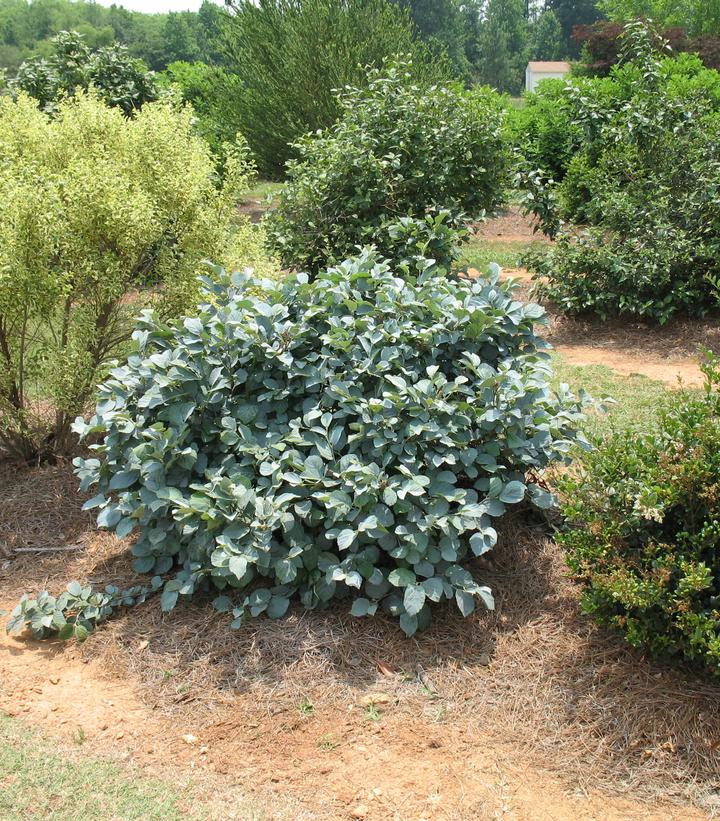 Fothergilla major 'Blue Shadow'