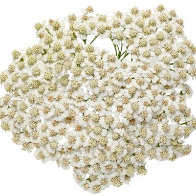 Achillea hybrid 'Firefly Diamond'