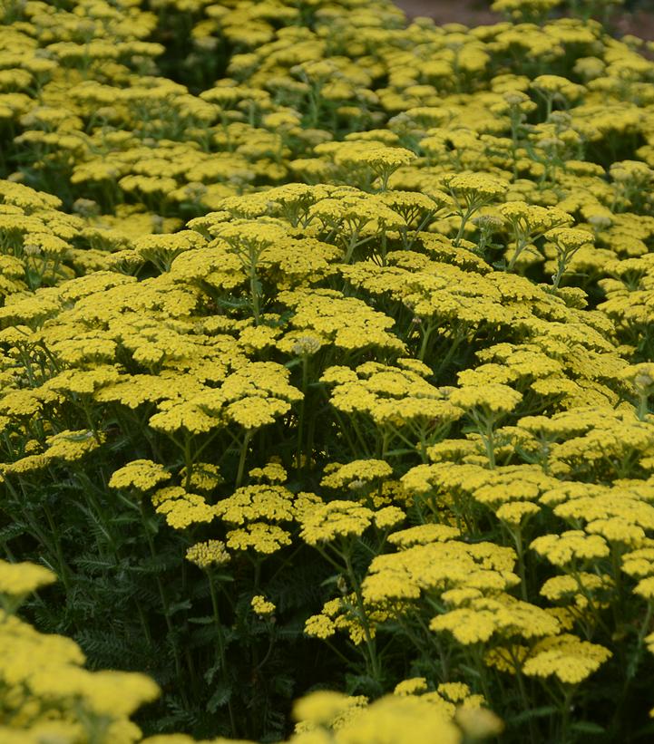 Achillea hybrid 'Firefly Sunshine'