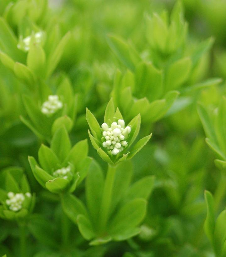 Galium odoratum 