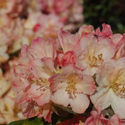 Rhododendron yak. Percy Wiseman