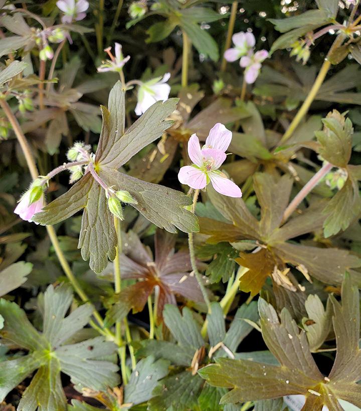 Geranium maculatum Espresso