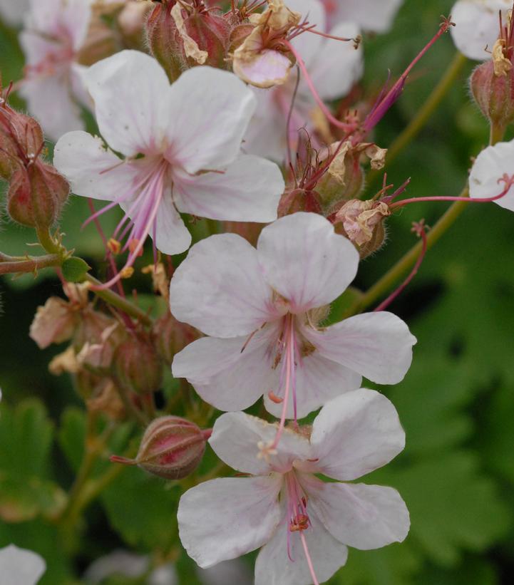 Geranium cantabrigiense Biokova