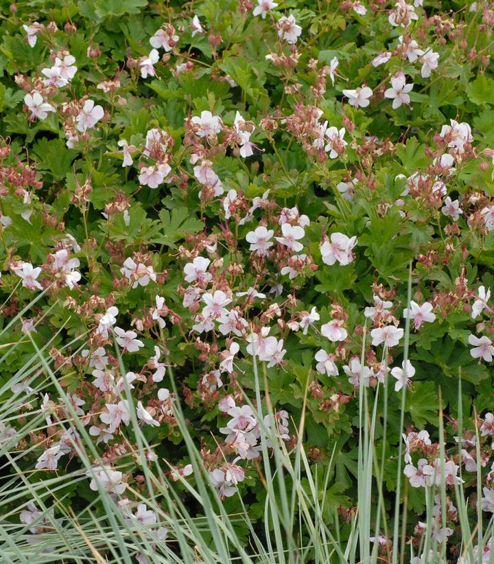 Geranium cantabrigiense Biokova