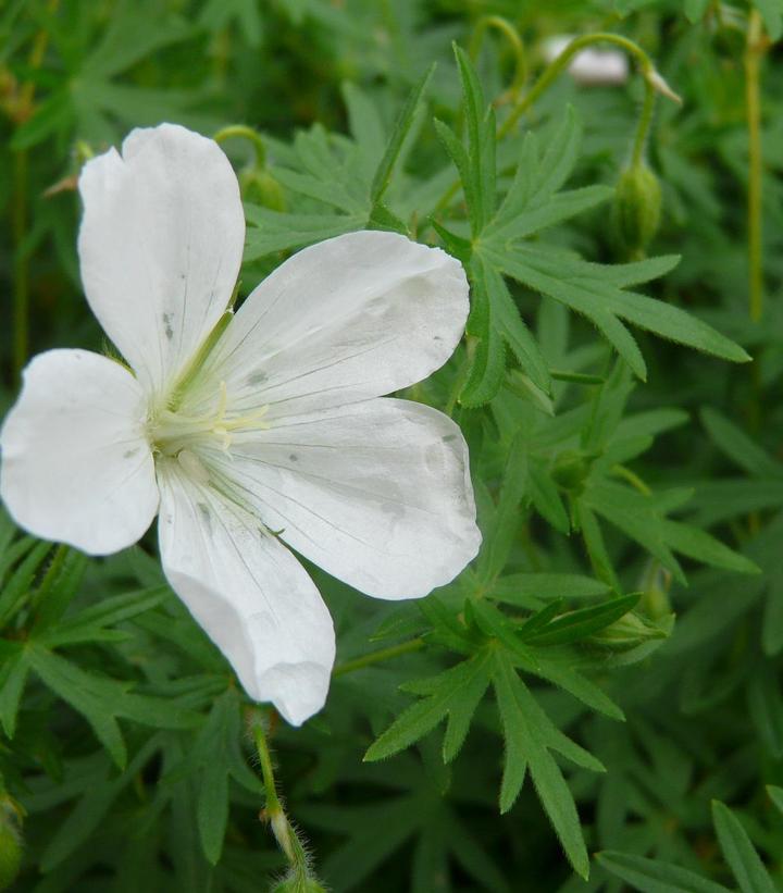 Geranium sanguineum Album