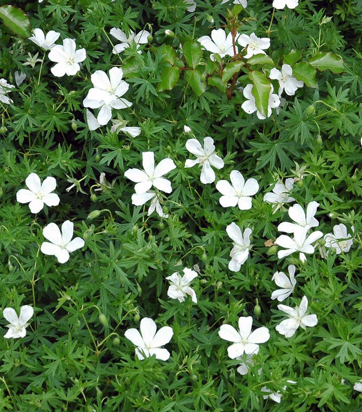 Geranium sanguineum Album