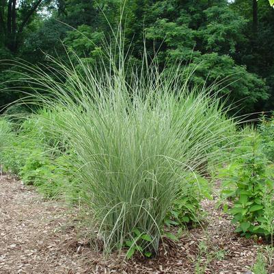 Miscanthus sinensis Morning Light