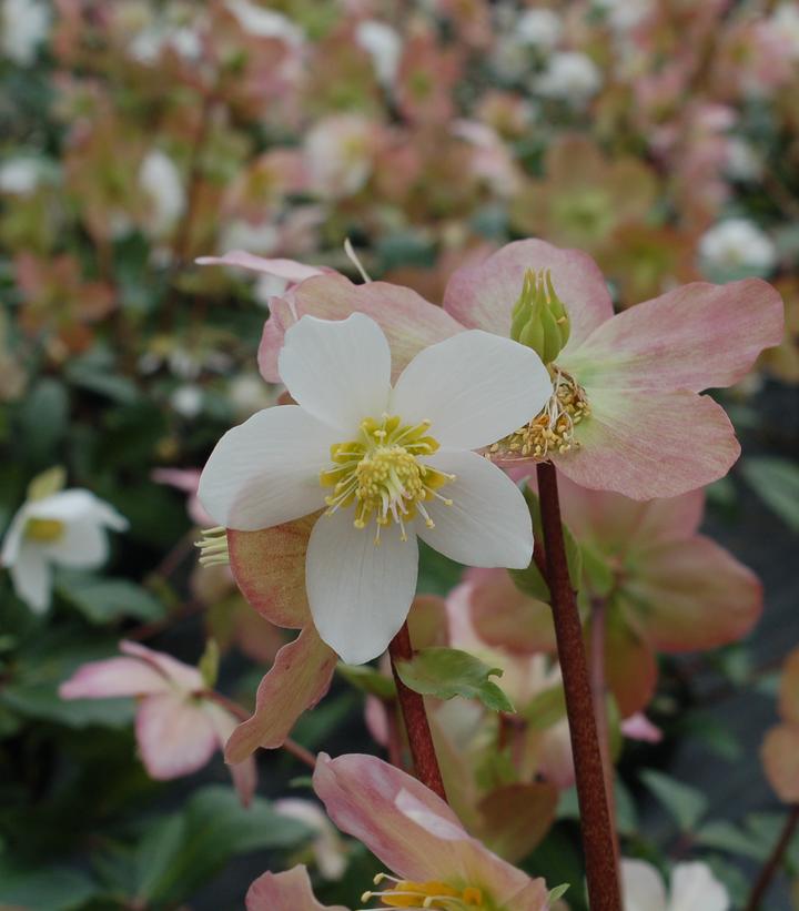 Helleborus niger HGC Jacob