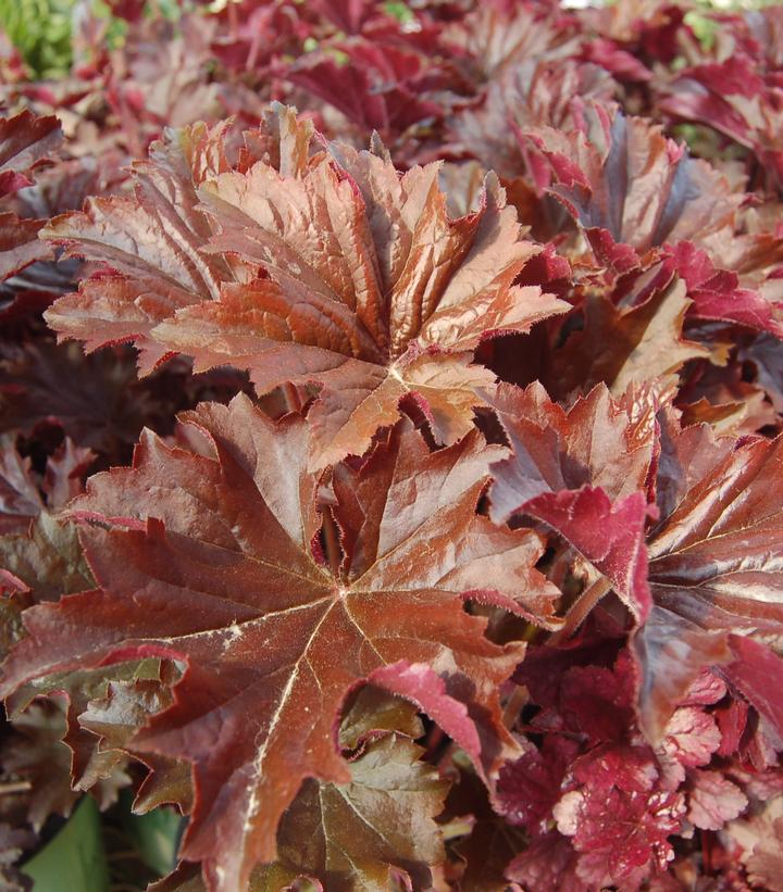 Heuchera villosa 'Bronze Wave'