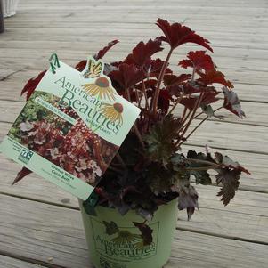 Heuchera villosa 'Bronze Wave'