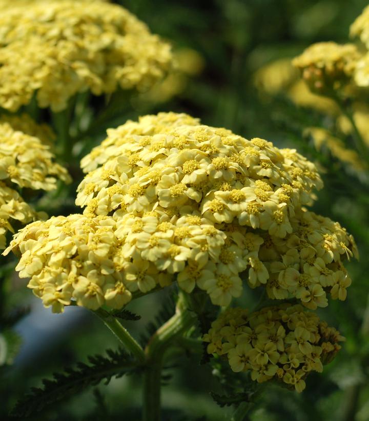 Achillea millefolium 'Sunny Seduction'