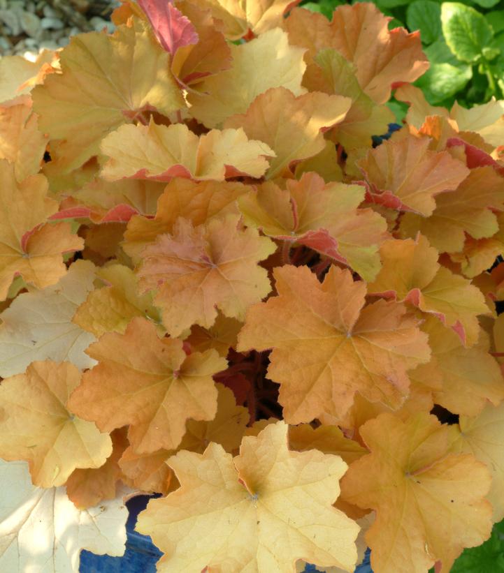 Heuchera villosa Caramel