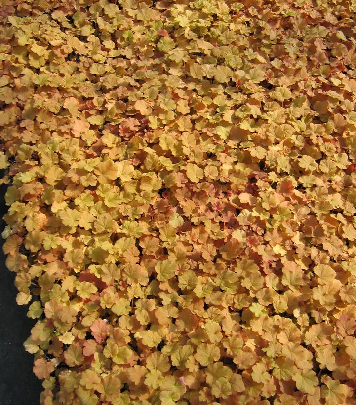 Heuchera villosa Caramel