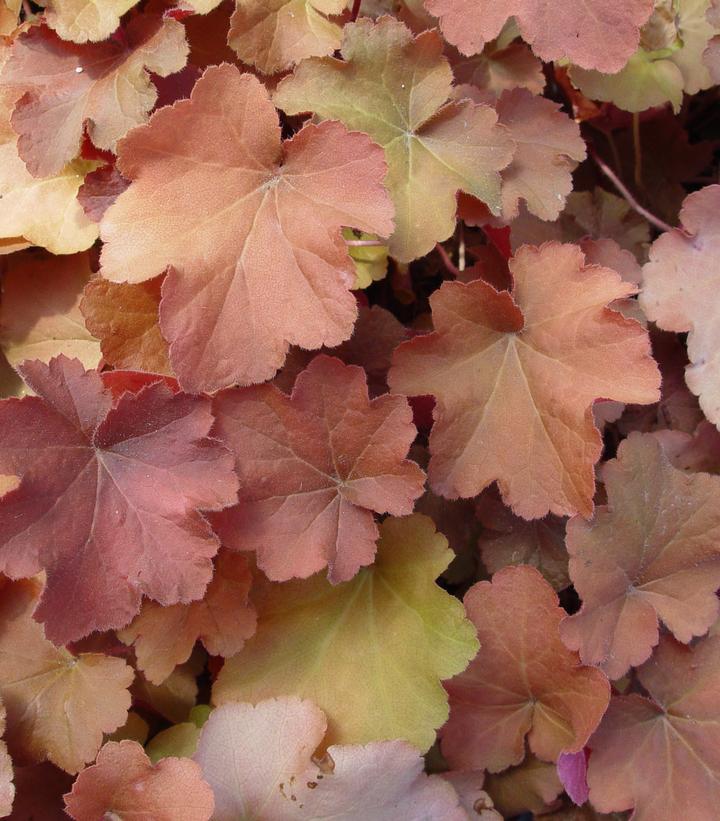 Heuchera villosa Caramel