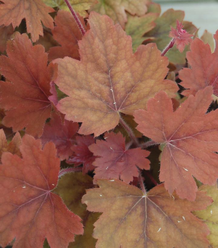 Heucherella x 'Sweet Tea'