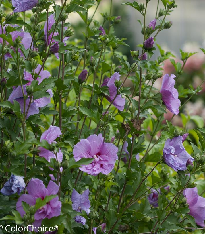 Hibiscus syriacus Lavender Chiffon®