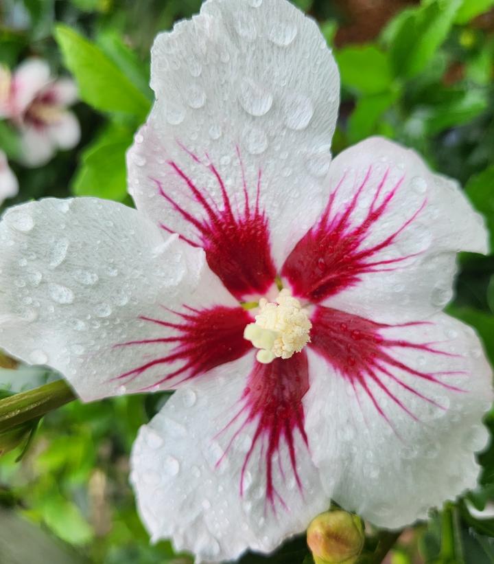 Hibiscus syriacus Lil' Kim® Lil' Kim®