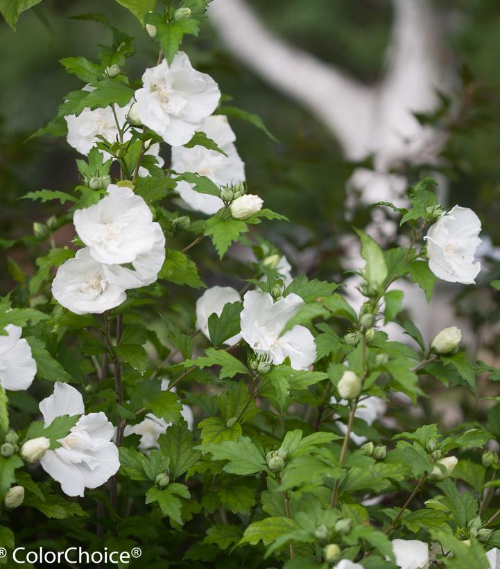 Hibiscus syriacus White Chiffon®