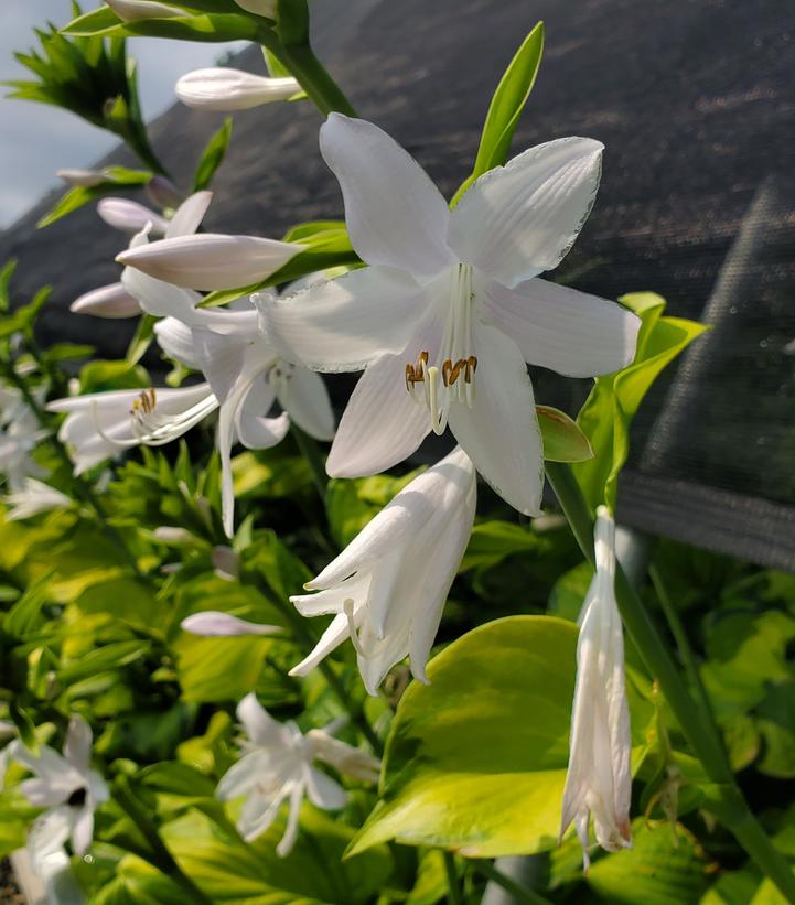 Hosta Guacamole