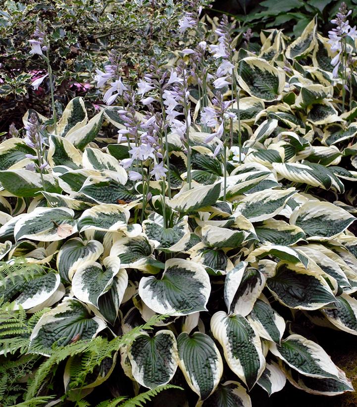 Hosta Patriot