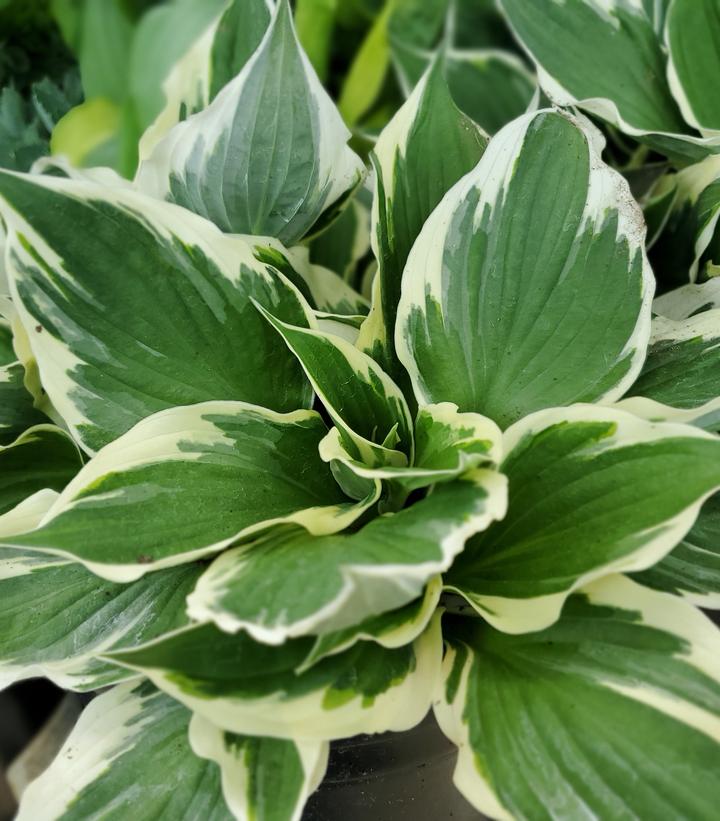 Hosta Patriot