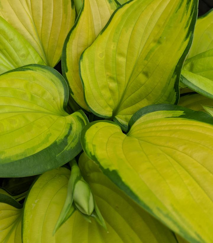 Hosta 'Stained Glass'