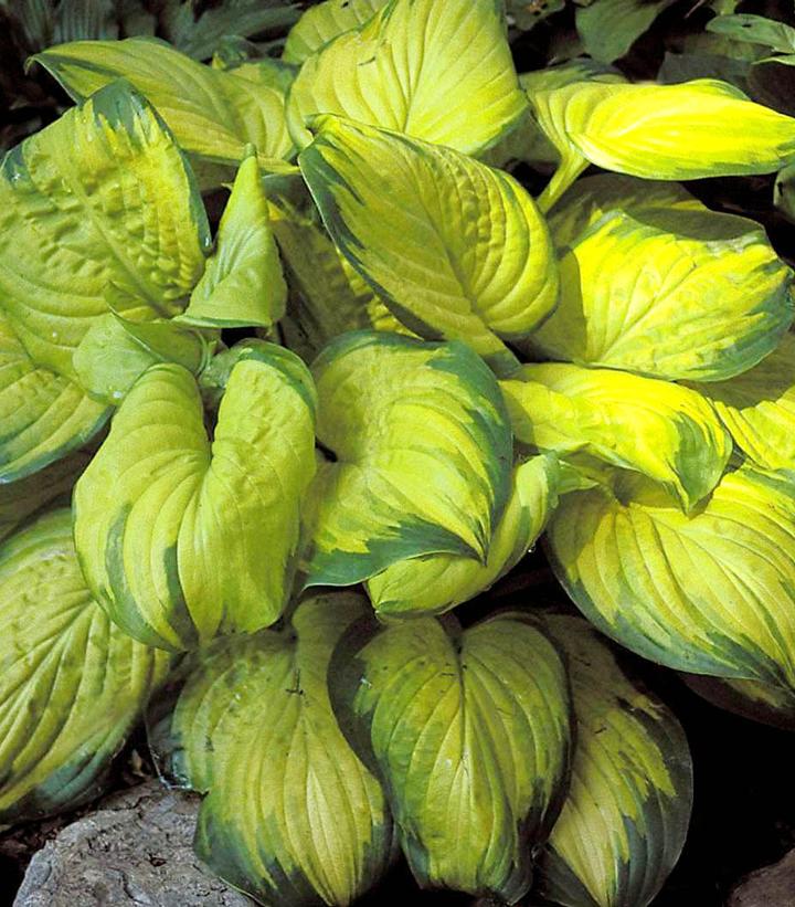 Hosta 'Stained Glass'