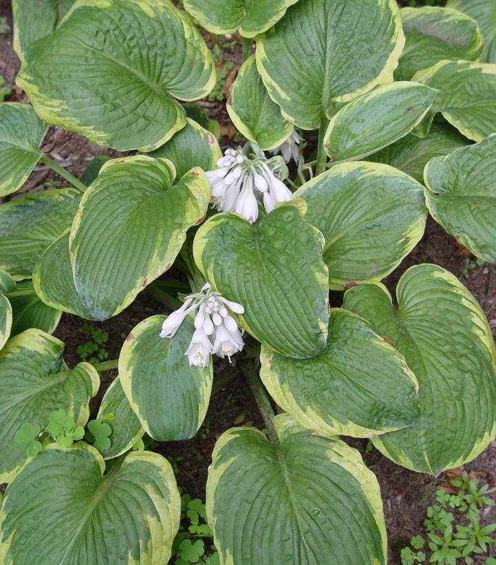 Hosta Frances Williams