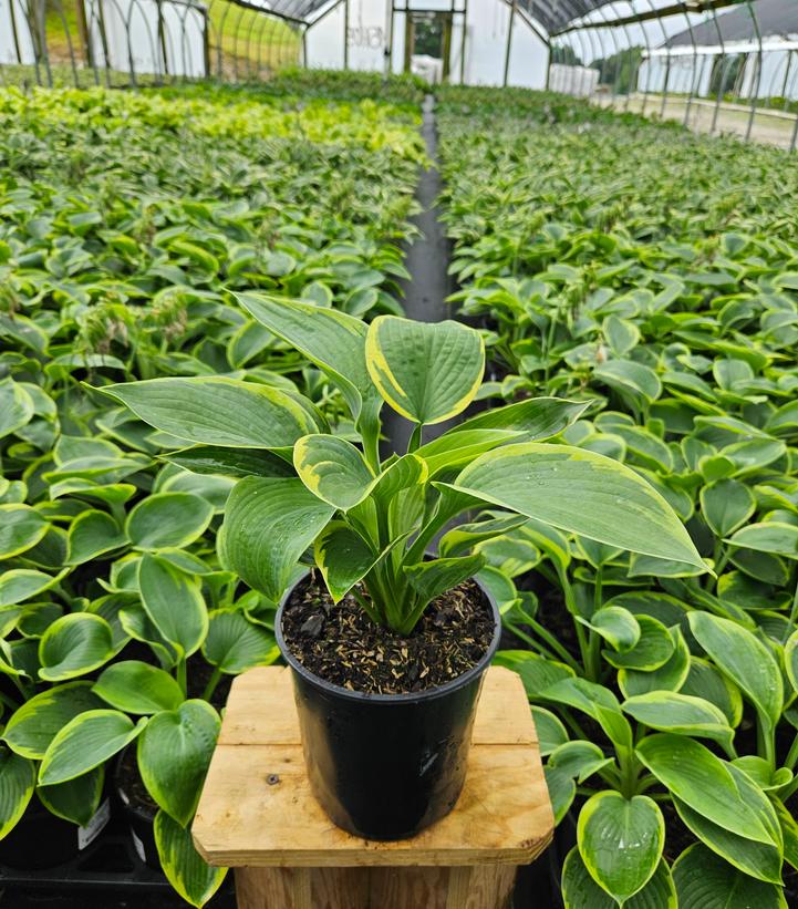 Hosta Frances Williams