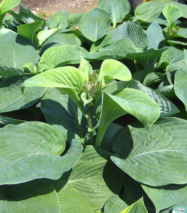 Hosta sieboldiana Elegans